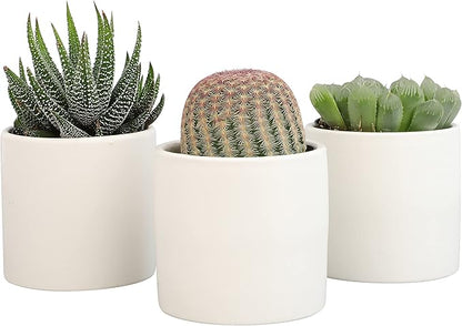 Plants for Pets Live Low Light House Plants in Ceramic Succulent Pots (3 Pack), Gasteria Succulent Plant and Cactus Plants Live with Potting Soil, Haworthia Succulents for Indoor Growing Home Décor