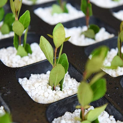 Organic Perlite for Plants, Soil Amendment for Enhanced Drainage and Growth, Ideal for Potting Mixes(4 Quart)