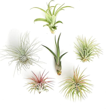 Shop Succulents | Assorted Collection | Variety of Species, Tropical House Plant for Home Décor, DIY Terrariums, 6-Pack