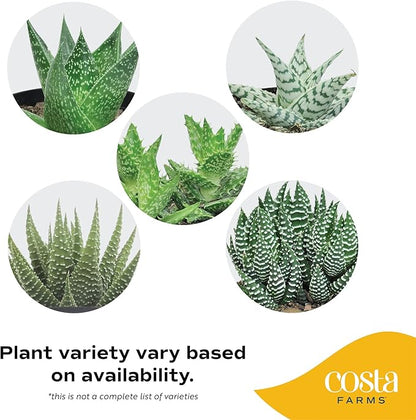 Costa Farms Haworthia Succulent, Easy to Grow Live Plant in Indoor Houseplant Pot, Potting Soil, 4-Inches Tall, Home & Room Decor
