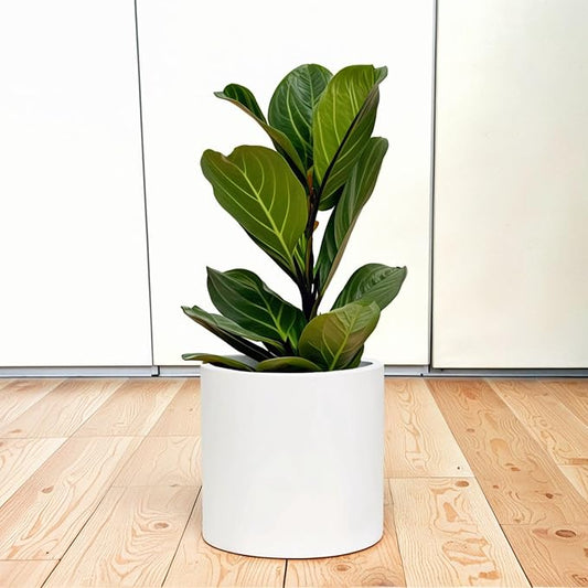 Fox & Fern 10 Inch Plant Pot with Hidden Saucer — Premium Lightweight Fiberstone Matte White Self Watering Planter with Seamless Saucer; Indoor & Outdoor Use; Weather Resistant & UV Resistant
