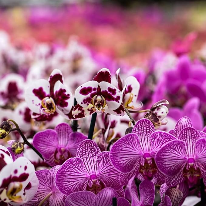 Orchid Potting Mix Orchid Bark, Mix Pine Bark and Perlite, Good Drainage and Water Retention (10 Quart)