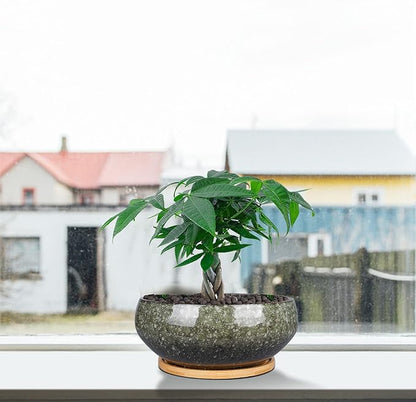 8 Inch Ceramic Bonsai Planter Pot, Glazed Shallow Succulent Planter with Drainage Hole and Bamboo Saucer for Indoor Plants, Green