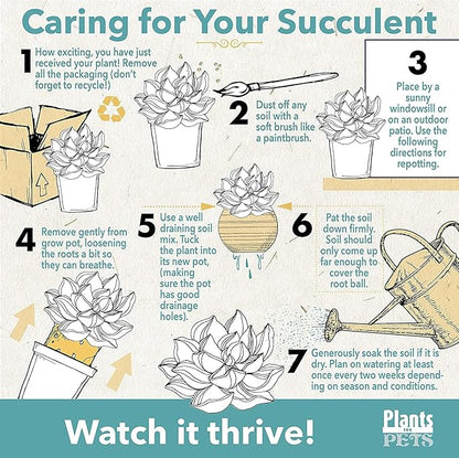 Succulents Plants Live in Plant Pot Set (3 Pack), Succulent Cactus Plants Live Plants, Indoor Plants Live Gardening Gifts for Plant Lovers, Live Succulents Plants Live Houseplants by Plants for Pets