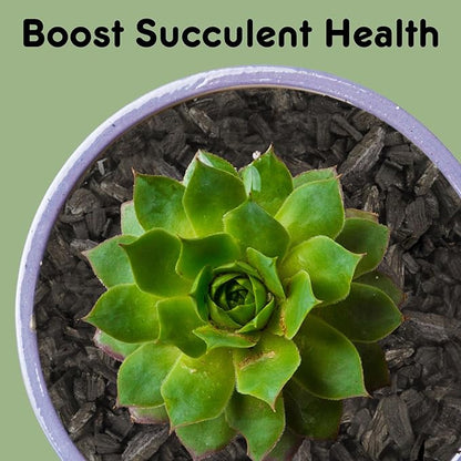 Horticultural Charcoal for Indoor Plants (2 Quarts), Hardwood Soil Additive for Orchids, Terrariums, and Gardening