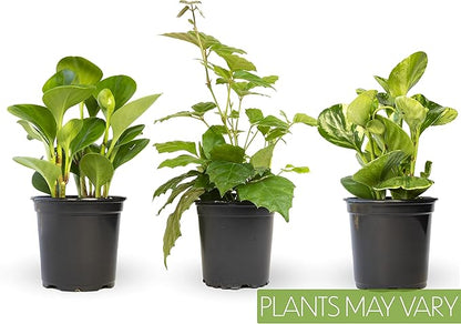Essential Houseplant Collection (3PK) Live Plants Indoor Plants Live Houseplants in Plant Pots, Easy House Plants Indoors Live, Snake Plant, Pothos in Potting Soil, Clean Air Plants by Altman Plants