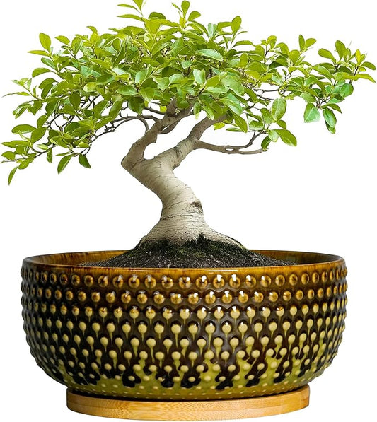 Bonsai Pots 8 Inch - Ceramic Planter for Indoor Plants, Succulent Pots with Drainage Hole and Plant Tray, Modern Round Decorative Flower Planters, Home Decor, Brown & Green