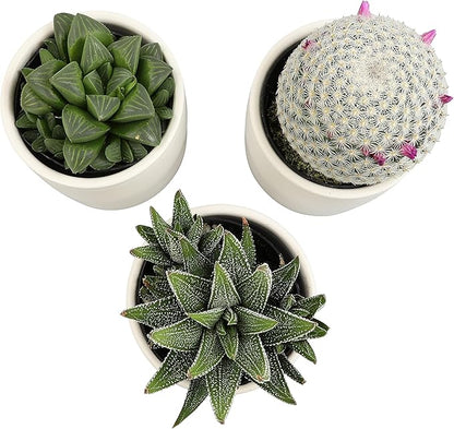 Plants for Pets Live Low Light House Plants in Ceramic Succulent Pots (3 Pack), Gasteria Succulent Plant and Cactus Plants Live with Potting Soil, Haworthia Succulents for Indoor Growing Home Décor