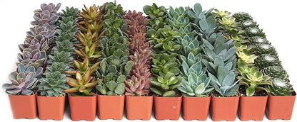 Shop Succulents Assorted Succulent Plant Pack Collection - Live Mini Succulent Plants, Low Maintenance, Mixture of Colors & Textures - Wedding and Party Favors, Gift & Garden, Pack of 100