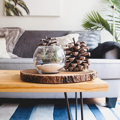 Shop Succulents | Assorted Collection | Variety of Species, Tropical House Plant for Home Décor, DIY Terrariums, 6-Pack