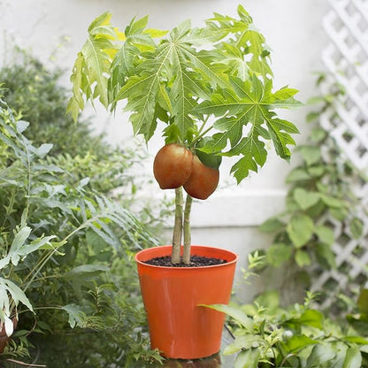 Papaya Plant Potting Soil - All-Natural Blend for Thriving Papaya Plants - Boosts Root Health and Fruiting Potential - 10 Quart
