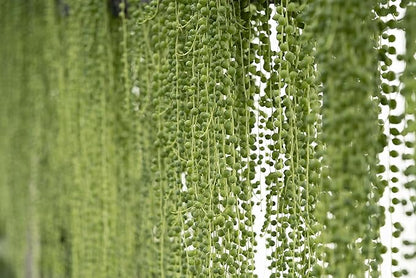 String of Pearls Plant Live Succulents in Hanging Planter, Succulents Plants Live Houseplants Mini Succulents, String of Pearls Live Succulent Live Plants Indoor Plant Indoor Plants by Plants for Pets