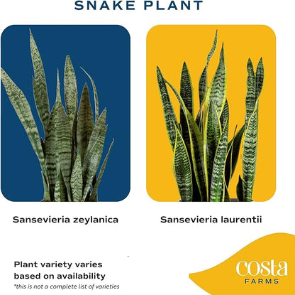 Costa Farms Snake Plant, Easy Care Live Indoor Plant in Décor Planter, Beautiful Clean Air Purifying Houseplant, Boho Home and Room Décor, Housewarming Gift, 8-Inches Tall
