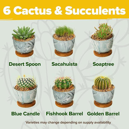 HOME GROWN Deluxe Succulent & Cactus Seed Grow Kit - Indoor Cactus & Succulent Kit w/Cactus Seeds, Potting Soil, Ceramic Succulent Pots, Water Drip Trays, Grow Guide for Plant Lovers