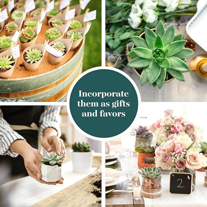 Shop Succulents Rosette Succulent Plant Pack Bulk Collection, Live Mini Succulent Plants, Low Maintenance, Floral Shaped Mix of Colors & Textures - Wedding and Party Favors, Gift & Garden, Pack of 140