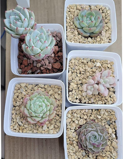 7lb Maifanitum Stones for Succulent Cactus Bonsai Decorative Rocks-Indoor Plants Soil Covers,Horticultural Gravel, Potting Pebbles for Terrarium, Fairy Gardening, Top Dressing