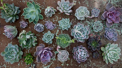 Espoma Organic Cactus Potting Soil Mix, Natural & Organic Soil for Cactus, Succulent, Palm, and Citrus Grown in containers Both Indoors and Outdoors, 4 qt, Pack of 1