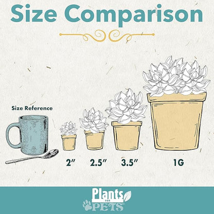 String of Bananas Succulent, Hanging Plants Live Succulents Plants Live Houseplants, Hanging Planter Basket, Mini Succulents Live Plants Indoor Plants in Plant Basket by Plants for Pets