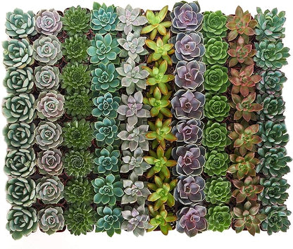 Shop Succulents Rosette Succulent Plant Pack Bulk Collection - Live Mini Succulent Plants, Low Maintenance, Floral Shaped Mix of Colors & Textures - Wedding and Party Favors, Gift & Garden, Pack of 32