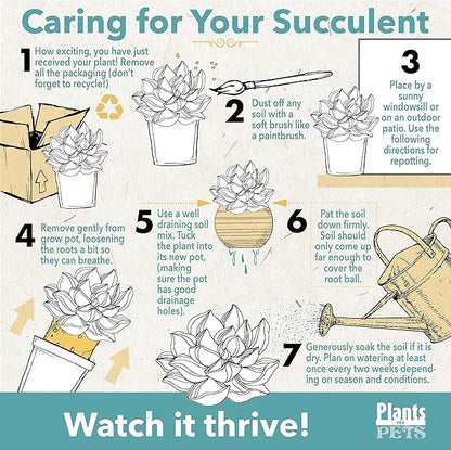 Zigzag Fishbone Cactus Plants Hanging Basket, Epiphyllum Plant, RIC Rac Cactus Plants Live Succulents Plants Live Houseplants, House Plants Indoors Live Indoor House Plants by Plants for Pets